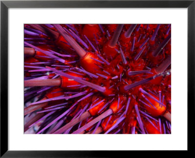 Close-Up Of Red Sea Urchin, A Favorite Food Of The Sea Otter by Paul Nicklen Pricing Limited Edition Print image
