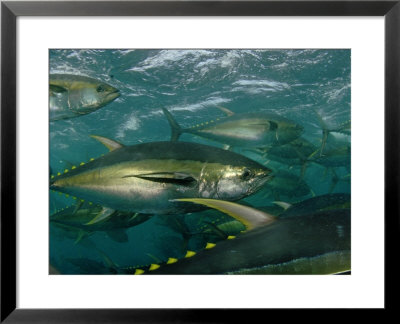 Yellowfin Tuna Are Cage-Fed To Improve The Quality Of Their Meat by Brian J. Skerry Pricing Limited Edition Print image