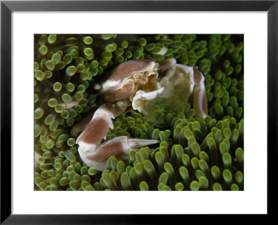 A Porcelain Crab In Sea Anemones by David Doubilet Pricing Limited Edition Print image
