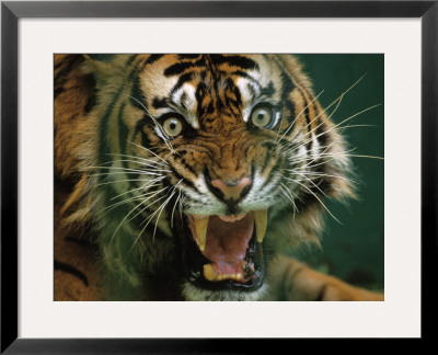 Close-Up Of A Snarling Tiger (Panthera Tigris) by Michael Nichols Pricing Limited Edition Print image