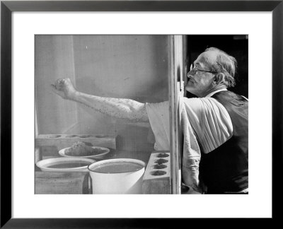 Man Letting Mosquitoes Land On His Arm During Yellow Fever Testing by Hansel Mieth Pricing Limited Edition Print image