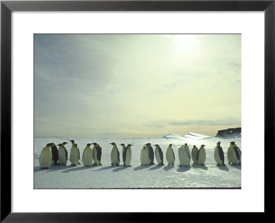 Emperor Penguins, Antarctica by Michael Rougier Pricing Limited Edition Print image