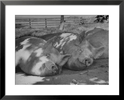 Yorkshire Hogs Smirking With Comfort In Pen On Curtiss Farms Owned By The Curtiss Candy Co. by Wallace Kirkland Pricing Limited Edition Print image