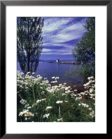 Overview Of Wildflowers, Trees And Lake by Lee Peterson Pricing Limited Edition Print image