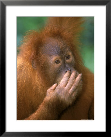 Adolescent Sumatran Orangutan, Indonesia by Robert Franz Pricing Limited Edition Print image