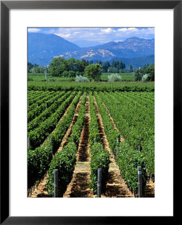 Vineyard, Calistoga, Napa Valley, California by John Alves Pricing Limited Edition Print image