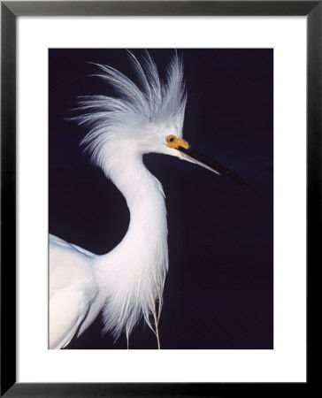 Portrait Of A Snowy Egret In Breeding Plumage, Ding Darling Nwr, Sanibel Island, Florida, Usa by Charles Sleicher Pricing Limited Edition Print image