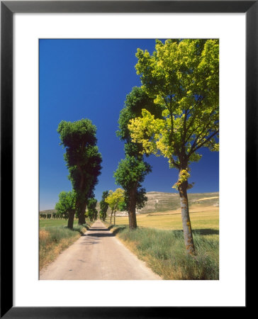 Pilgrimage Road, El Camino De Santiago De Compostela, Castile, Spain by David Barnes Pricing Limited Edition Print image