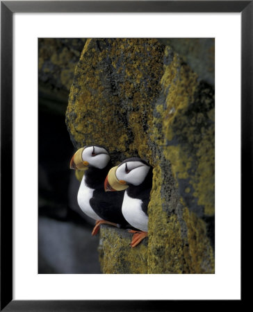 Horned Puffins On Ledge Of Lichen, Pribilofs, St. Paul Island, Alaska, Usa by Hugh Rose Pricing Limited Edition Print image
