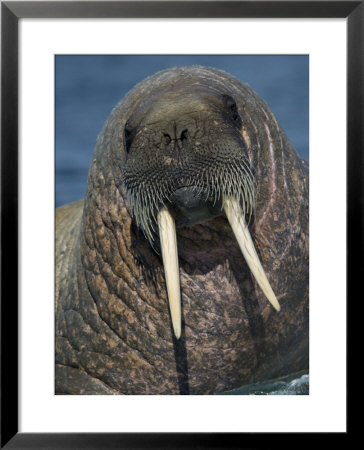 Walrus, Igloolik, Foxe Basin, Nunavut, Arctic Canada by Mark Carwardine Pricing Limited Edition Print image
