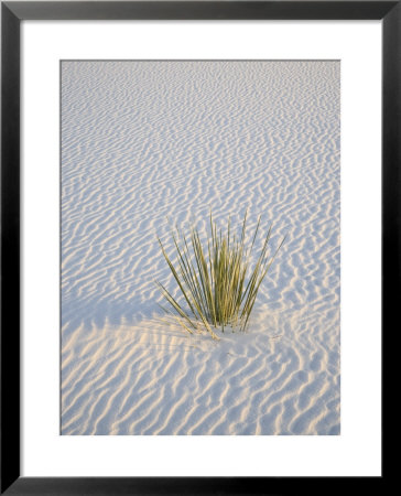 Yucca Plant On A Dune, White Sands National Monument, New Mexico, Usa by James Hager Pricing Limited Edition Print image