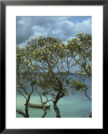 Frangipani Trees And Wooden Boat, Prison Island, Zanzibar, Tanzania, East Africa, Africa by Thorne Julia Pricing Limited Edition Print image