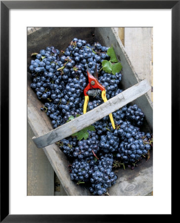 Cabernet Sauvignon Grapes, Pauillac-Medoc, Aquitaine, France by Michael Busselle Pricing Limited Edition Print image