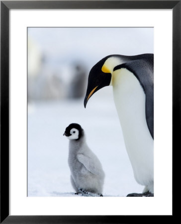 Emperor Penguin (Aptenodytes Forsteri) And Chick, Snow Hill Island, Weddell Sea, Antarctica by Thorsten Milse Pricing Limited Edition Print image