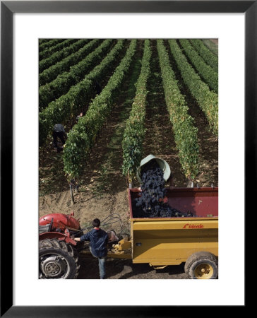 Harvesting Grapes, St. Emilion Area, Aquitaine, France by Adam Woolfitt Pricing Limited Edition Print image