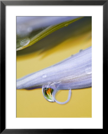 Flower Petal With Drop And Reflection by Nancy Rotenberg Pricing Limited Edition Print image