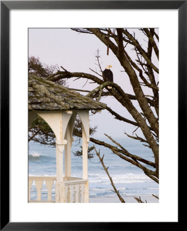 Eagle Perched At Entrance To Beach Trail, Kalaloch Lodge, Olympic National Park, Washington, Usa by Trish Drury Pricing Limited Edition Print image