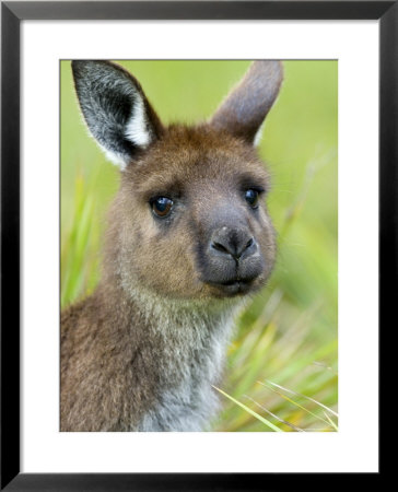 Kangaroo Island Kangaroo, (Macropus Fuliginosus), Flinders Chase N.P., South Australia, Australia by Thorsten Milse Pricing Limited Edition Print image