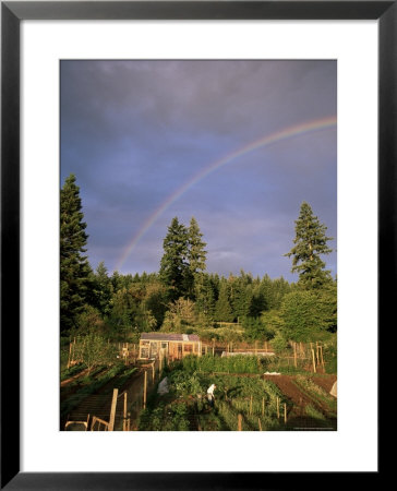 Farmer Tending Organic Vegetable Garden, Vashon Island, Puget Sound, Washington State, Usa by Aaron Mccoy Pricing Limited Edition Print image