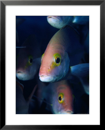 Hussar Emperor Fish (Lutjanus Adetti), Great Barrier Reef, Queensland, Australia by Michael Aw Pricing Limited Edition Print image