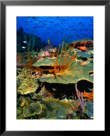 Coral Plates, La Sorciere, Soufriere Bay, Soufriere, Dominica by Michael Lawrence Pricing Limited Edition Print image
