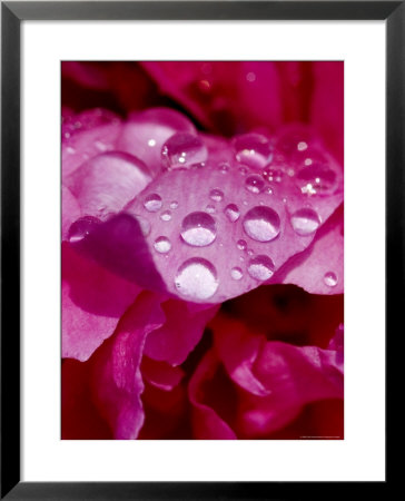 Close View Of Droplets Of Water On A Pink Peony Bloom, Groton, Connecticut by Todd Gipstein Pricing Limited Edition Print image