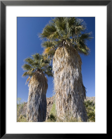 California Washingtonia Palm Oasis by Rich Reid Pricing Limited Edition Print image