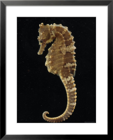 Captive Lined Seahorse, Baltimore, Maryland by George Grall Pricing Limited Edition Print image