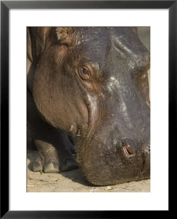 Hippopotamus At The Sedgwick County Zoo, Kansas by Joel Sartore Pricing Limited Edition Print image