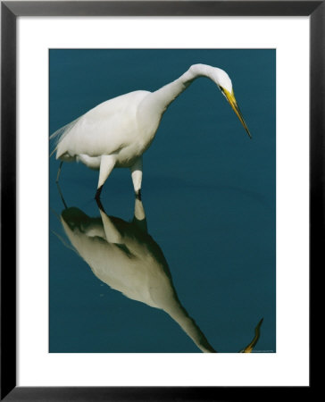 Great Egret Hunting In Calm Water by Tim Laman Pricing Limited Edition Print image