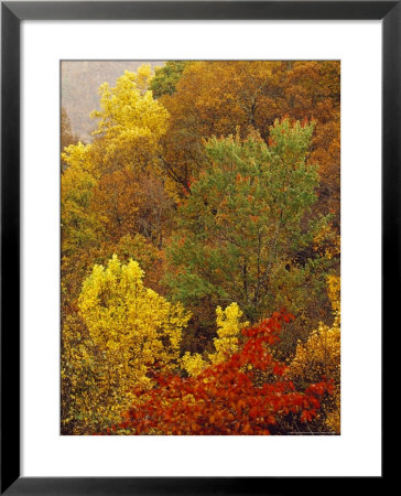 Hardwood Forest With Maple And Oak Trees In The Fall by Raymond Gehman Pricing Limited Edition Print image