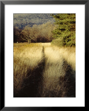 Meadow Grass In The Cranberry Glades Botanical Area In Autumn by Raymond Gehman Pricing Limited Edition Print image