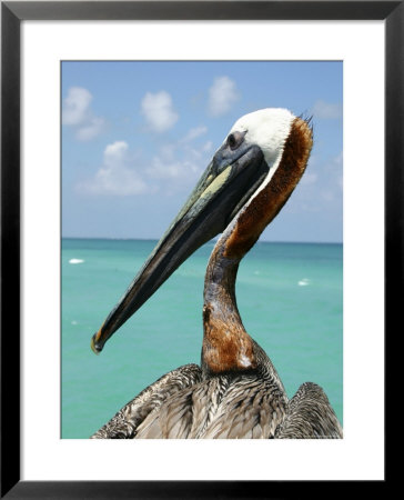 Personable Pelican Portrait Along Florida's Coastline by Stephen St. John Pricing Limited Edition Print image