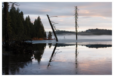 Two Trees At Hyatt Lake Ii by Shane Settle Pricing Limited Edition Print image