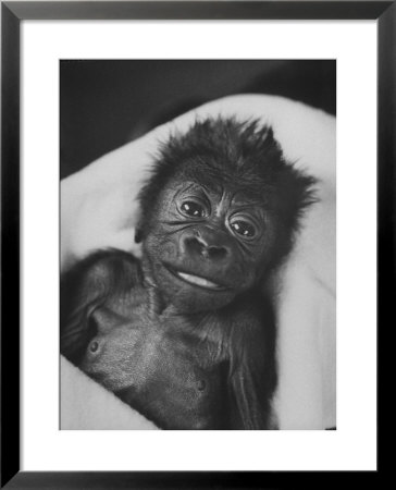 Newborn Gorilla Born In An Ohio Zoo Posing For A Picture by Grey Villet Pricing Limited Edition Print image