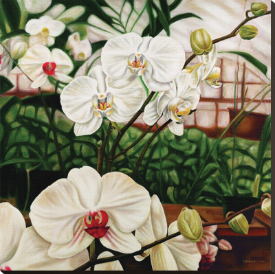 Moth Orchid by Pamela Jablonski Pricing Limited Edition Print image