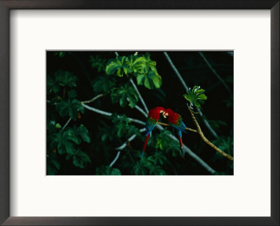 A Mated Pair Of Red-And-Green Macaws Exhibit Bonding Behavior by Joel Sartore Pricing Limited Edition Print image