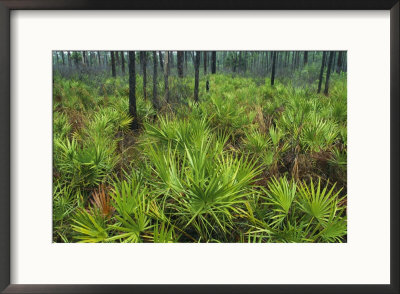 Slash Pines And Saw Palmettos In Floridas Freshwater Marsh by Klaus Nigge Pricing Limited Edition Print image