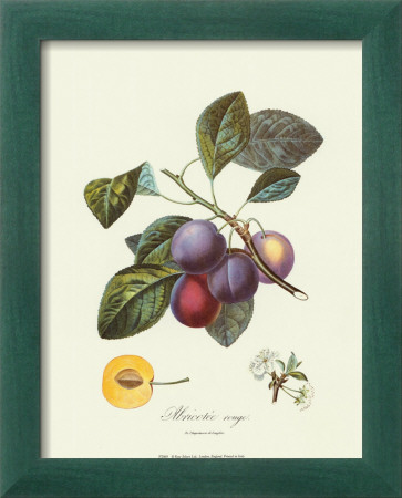 Plums by Pierre-Antoine Poiteau Pricing Limited Edition Print image