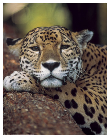 Jaguar Portrait by Gerry Ellis Pricing Limited Edition Print image