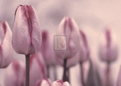 Les Tulips by Katja Marzahn Pricing Limited Edition Print image