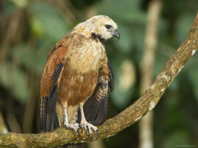 Close-Up Of Black Collar Hawk On Vine, Madre De Dios Province, Amazon River Basin, Peru by Dennis Kirkland Pricing Limited Edition Print image
