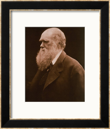 Charles Darwin by Julia Margaret Cameron Pricing Limited Edition Print image