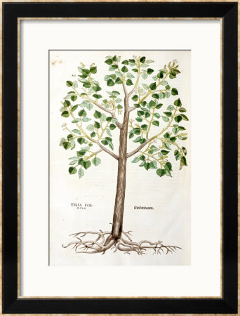 Tilia Foemina, Lindenbaum, Or Lime Tree, Illustration From De Historia Stirpium by Leonhard Fuchs Pricing Limited Edition Print image