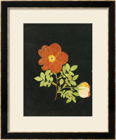 Cut Out Watercolour Of A Flower, Circa 1783 by Margaret Nash Pricing Limited Edition Print image