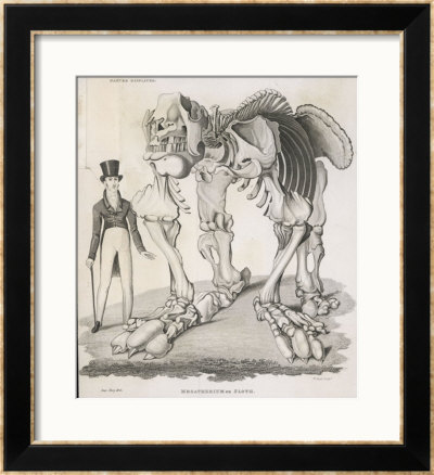 The Skeleton Of A Megatherium by W. Read Pricing Limited Edition Print image