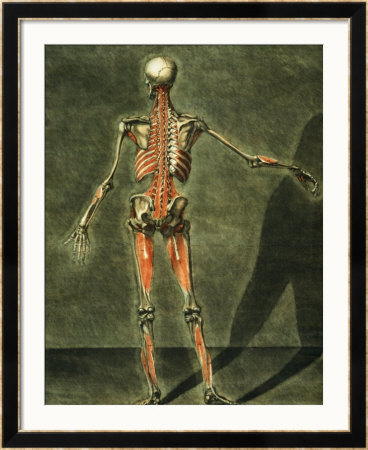 Deep Muscular System Of The Back Of The Body by Arnauld Eloi Gautier D'agoty Pricing Limited Edition Print image