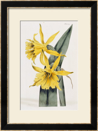 Narcissi by William Curtis Pricing Limited Edition Print image
