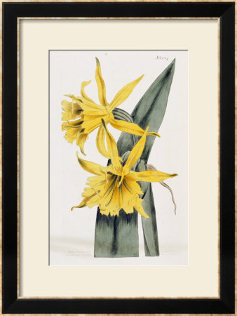 Narcissi by William Curtis Pricing Limited Edition Print image