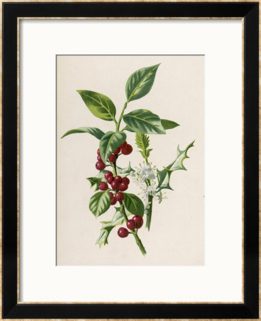 Holly by F. Edward Hulme Pricing Limited Edition Print image